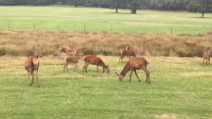 Burley Manor wedding venue wildlife