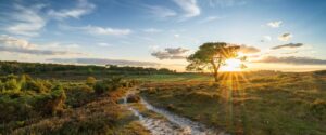 Why the New Forest is Perfect for Wedding Entertainment – and My Favourite Venues to Perform Magic At